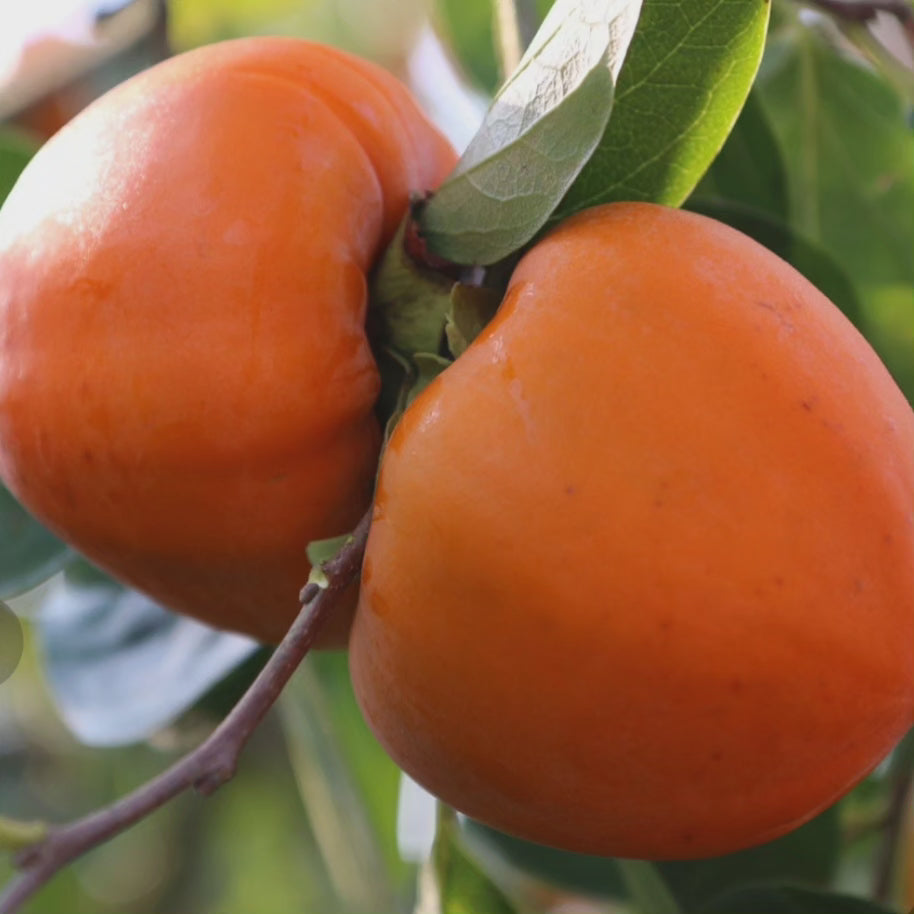 Big persimmon 11lb