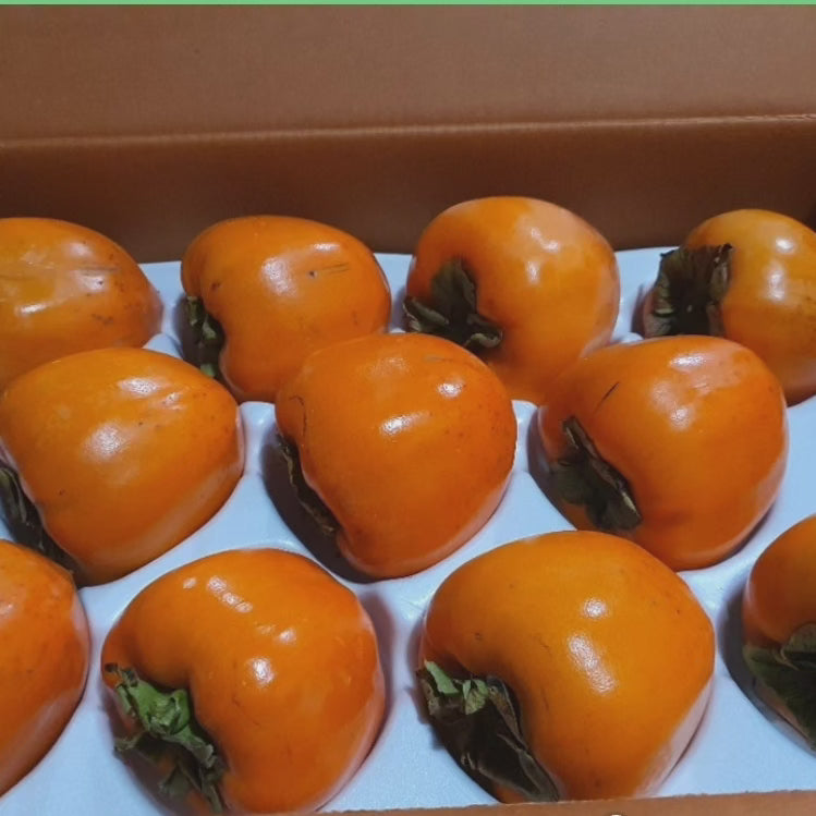 Big persimmon 11lb