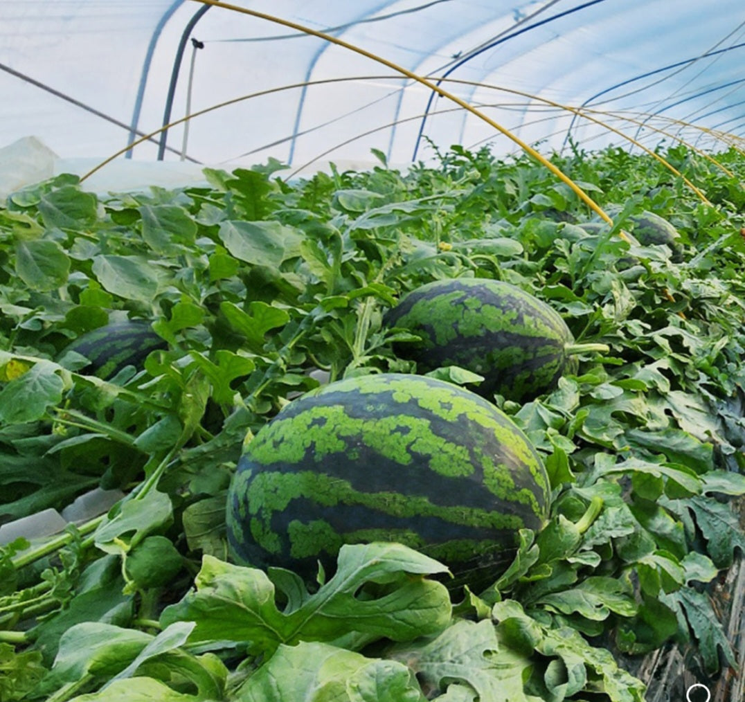 Event!!!! Korea Premium house watermelon 5kg