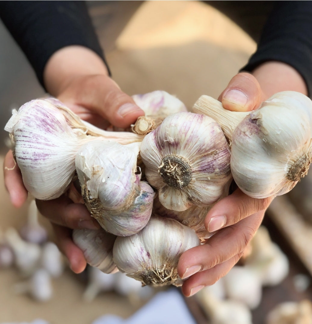 Korea whole garlic