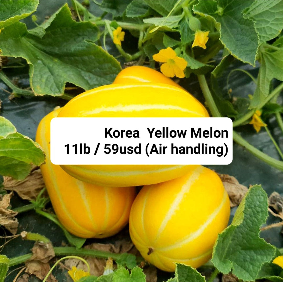 Korea Yellow Melon 11lb 59usd