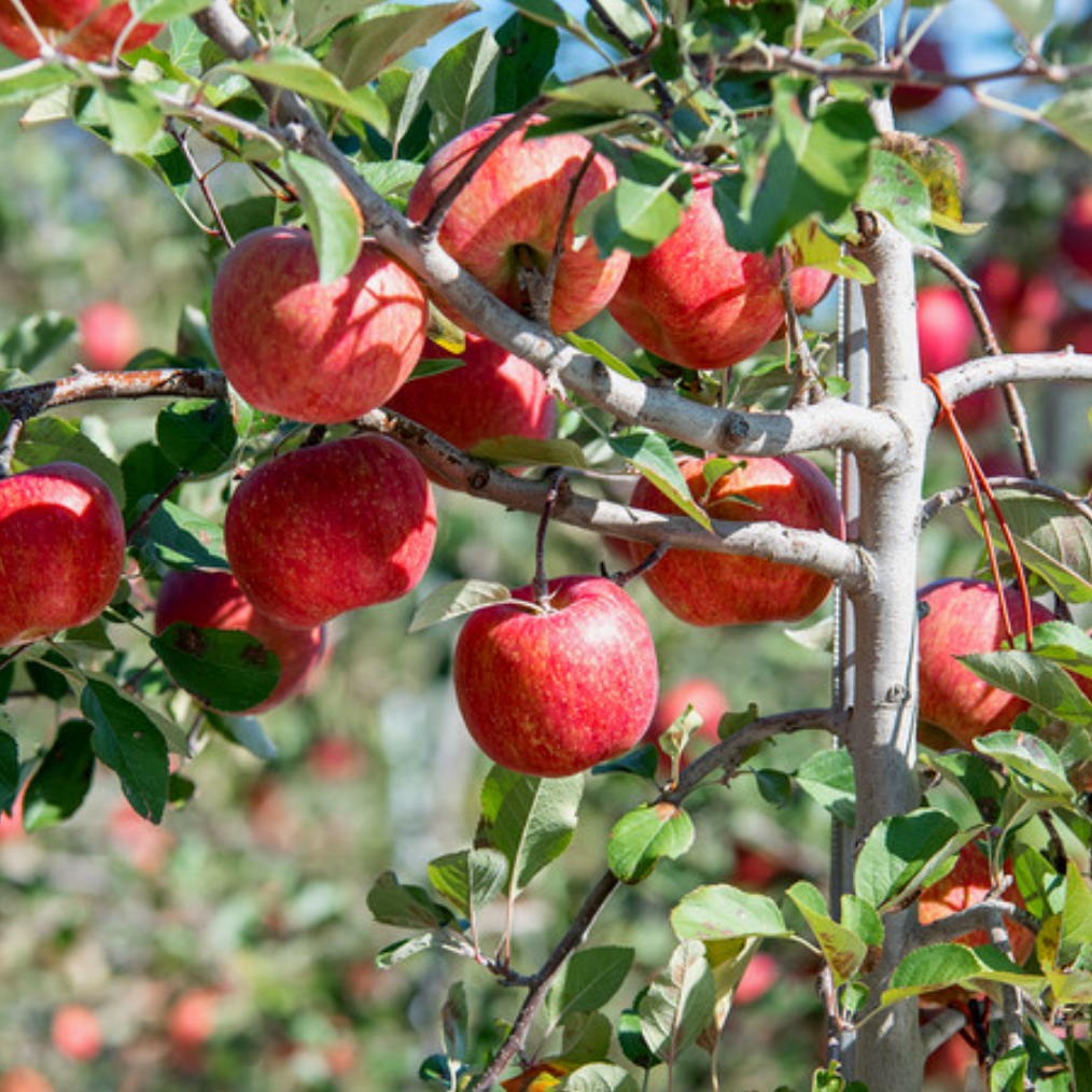 Honey red apples 5kg