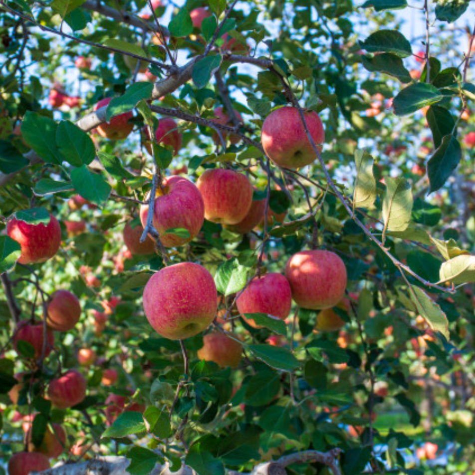 Honey red apples 5kg