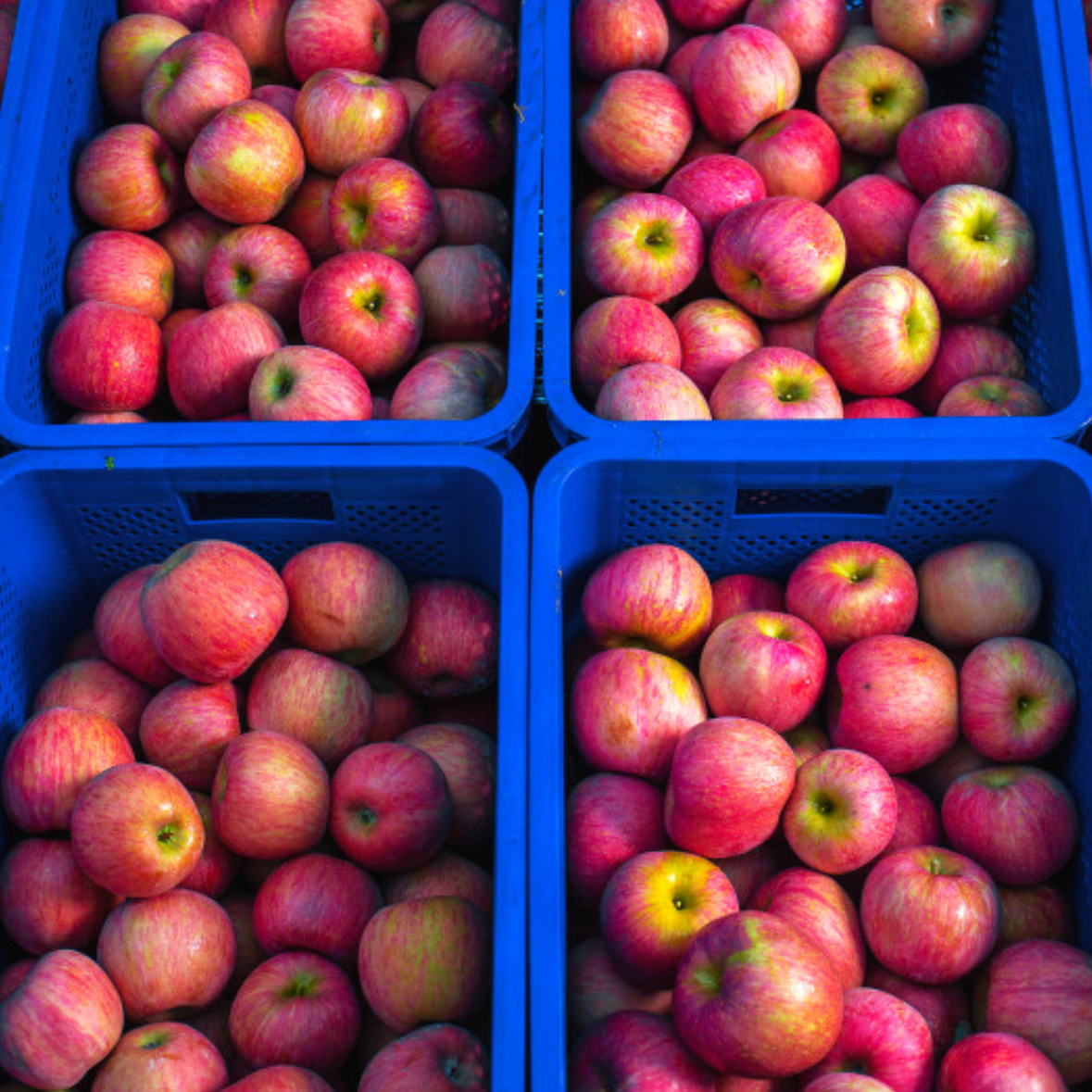 Honey red apples 5kg