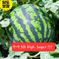 Premium korea watermelon 9lb