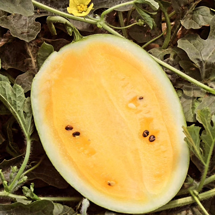 Mango watermelon 8.5lb  39usd