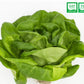 High-quality European lettuce butterhead