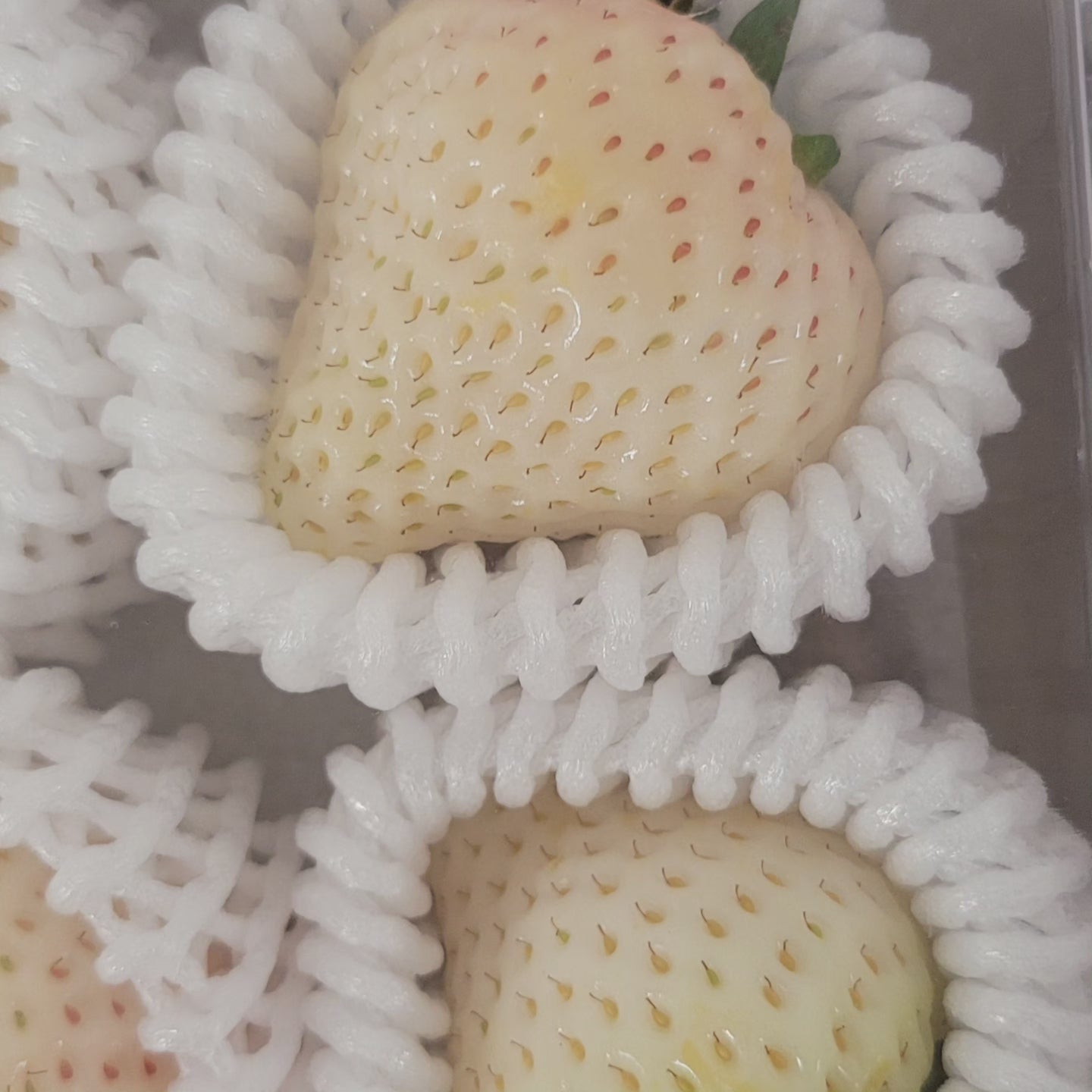 White Snow Strawberry