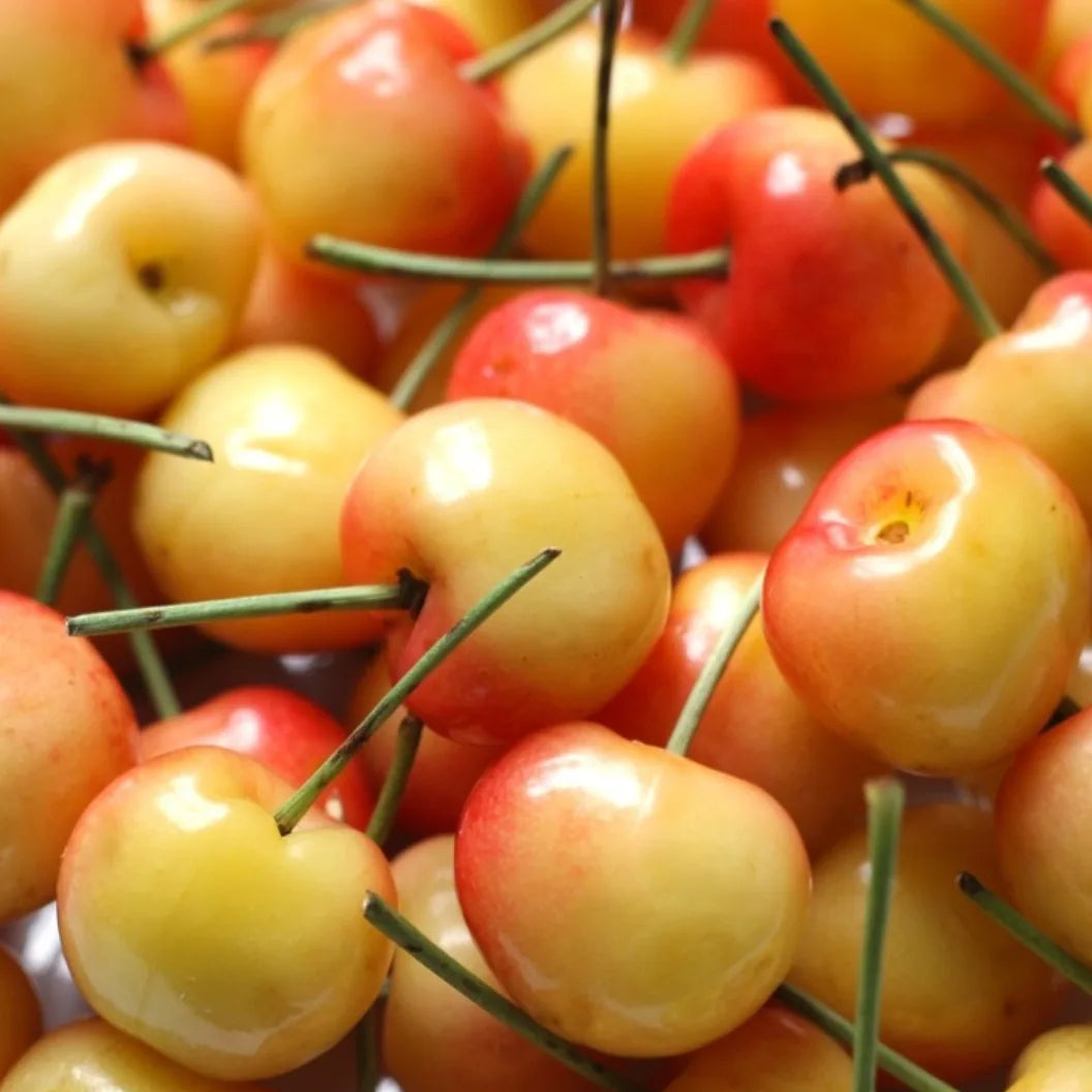 Fresh  Rainier cherry 907g  26usd