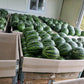 Event!!!! Korea Premium  house watermelon 5kg