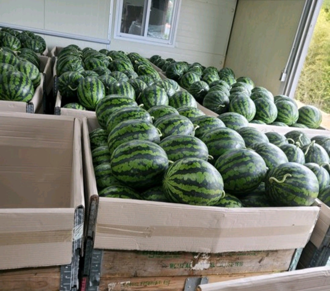 Event!!!! Korea Premium  house watermelon 5kg