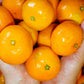 House  tangerine