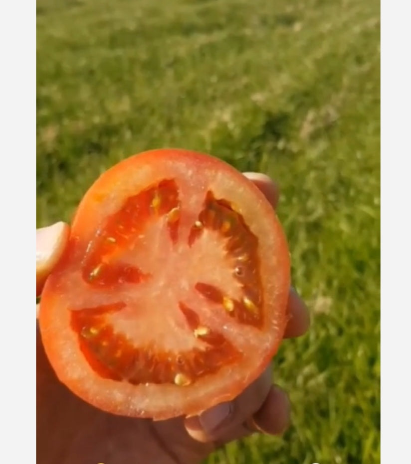 Ripened tomatoes