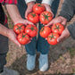 Ripened tomatoes