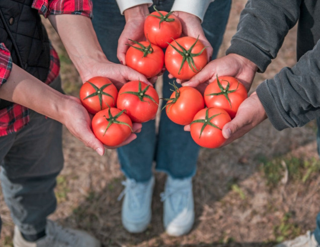 Ripened tomatoes