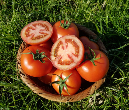 Ripened tomatoes