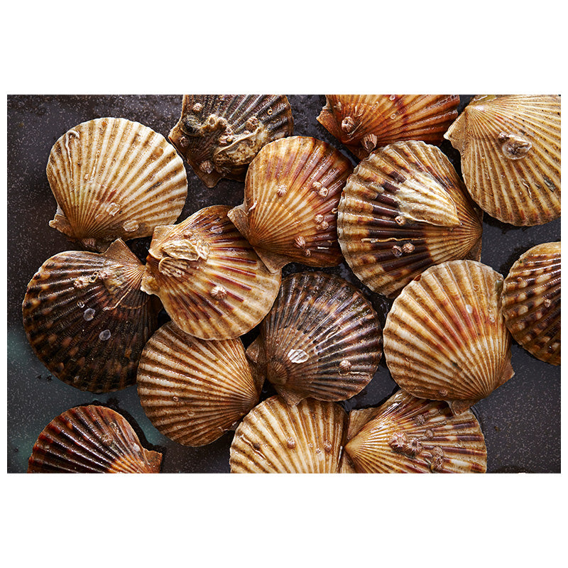 Scallop 2kg