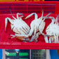 Fresh Korean Crab 1kg (3ea)