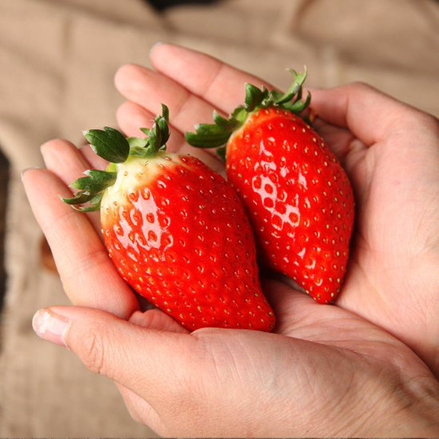 [The Best Taste and Size strawberry] Korean  Kingberry 400g* 4pack