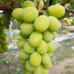 Event !! House Shine muscats Grapes (2kg)