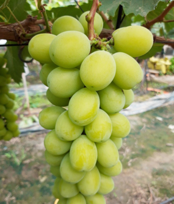 Event !! House Shine muscats Grapes (2kg)