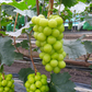 Event !! House Shine muscats Grapes (2kg)