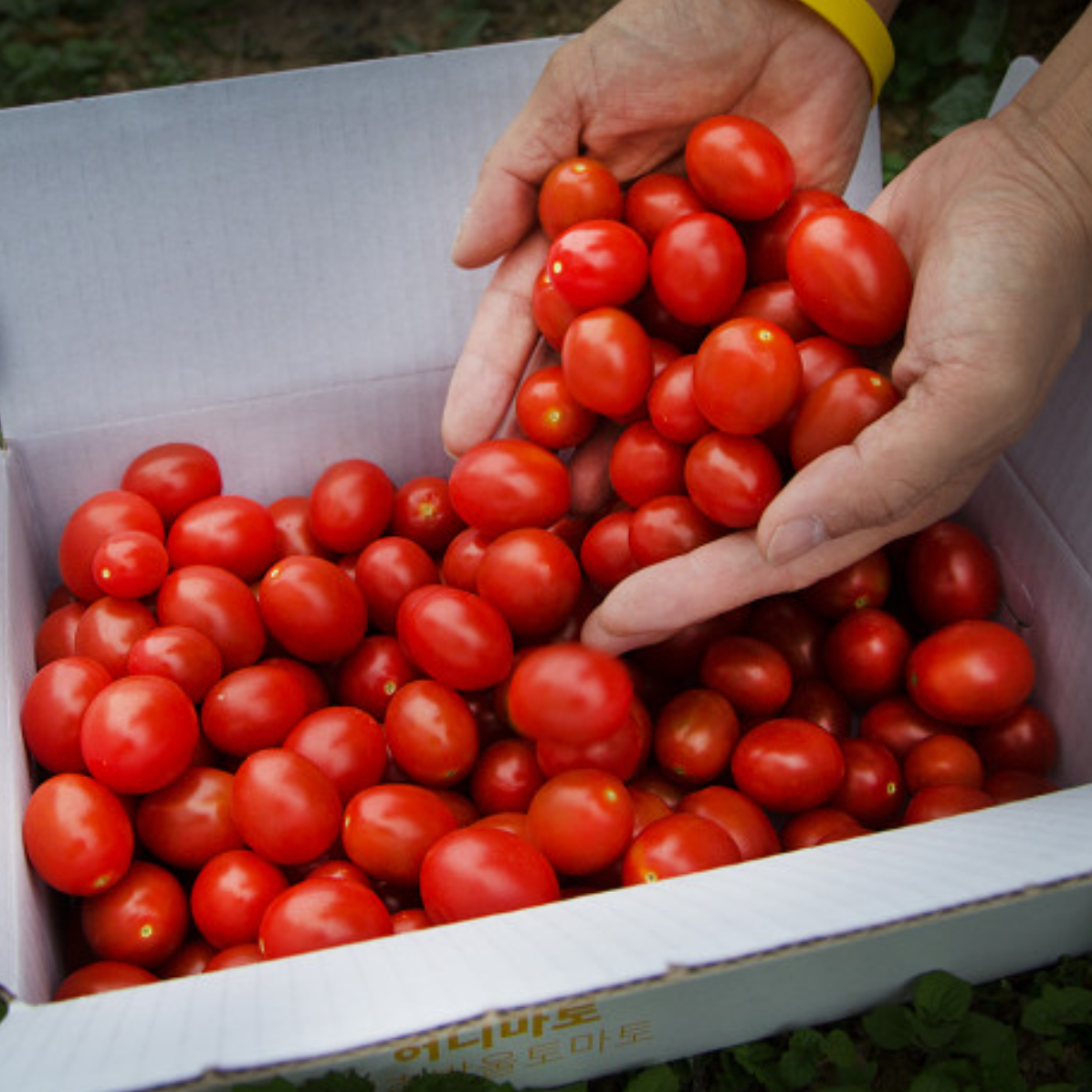 (Best) Stevia tomatoes 1kg