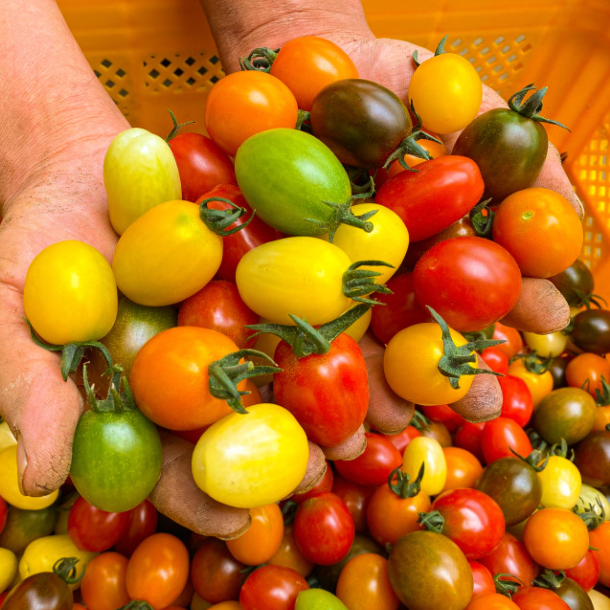 Colorful tomatoes 750g * 4packs