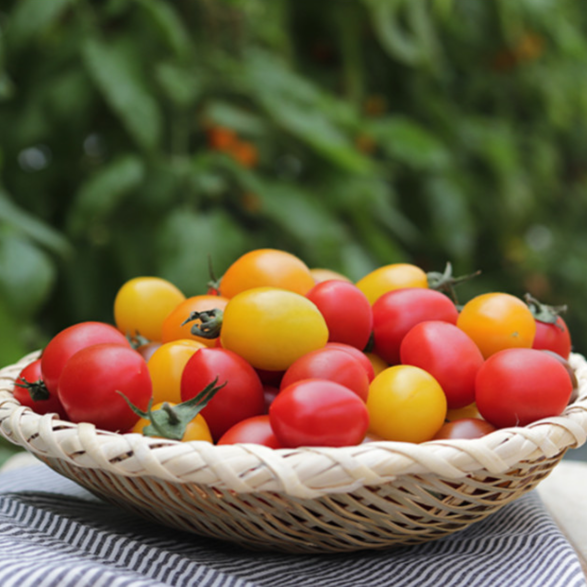 Colorful tomatoes 750g * 4packs