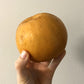 [COSTCO] Korean Pears 5kg (6~9ea)