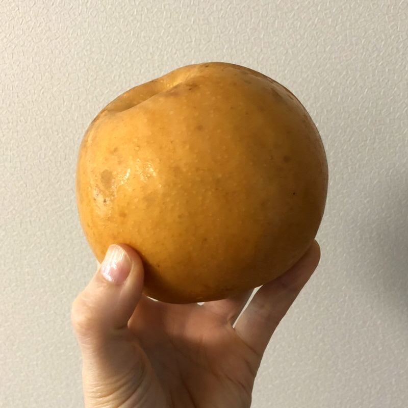 [COSTCO] Korean Pears 5kg (6~9ea)