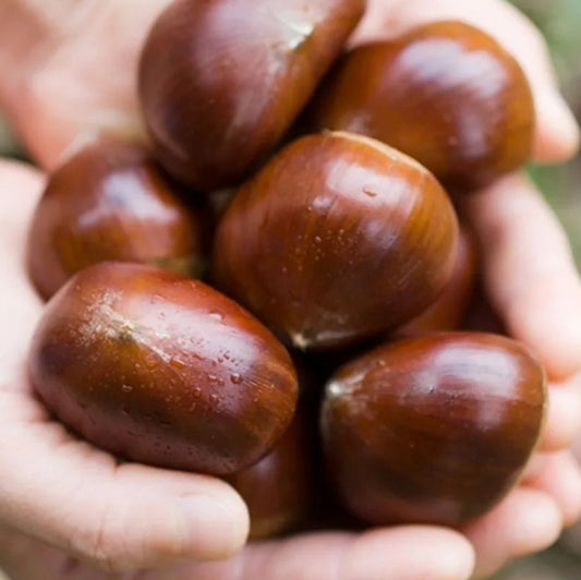 Korean chestnuts 2kg