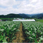 Kangwon corn