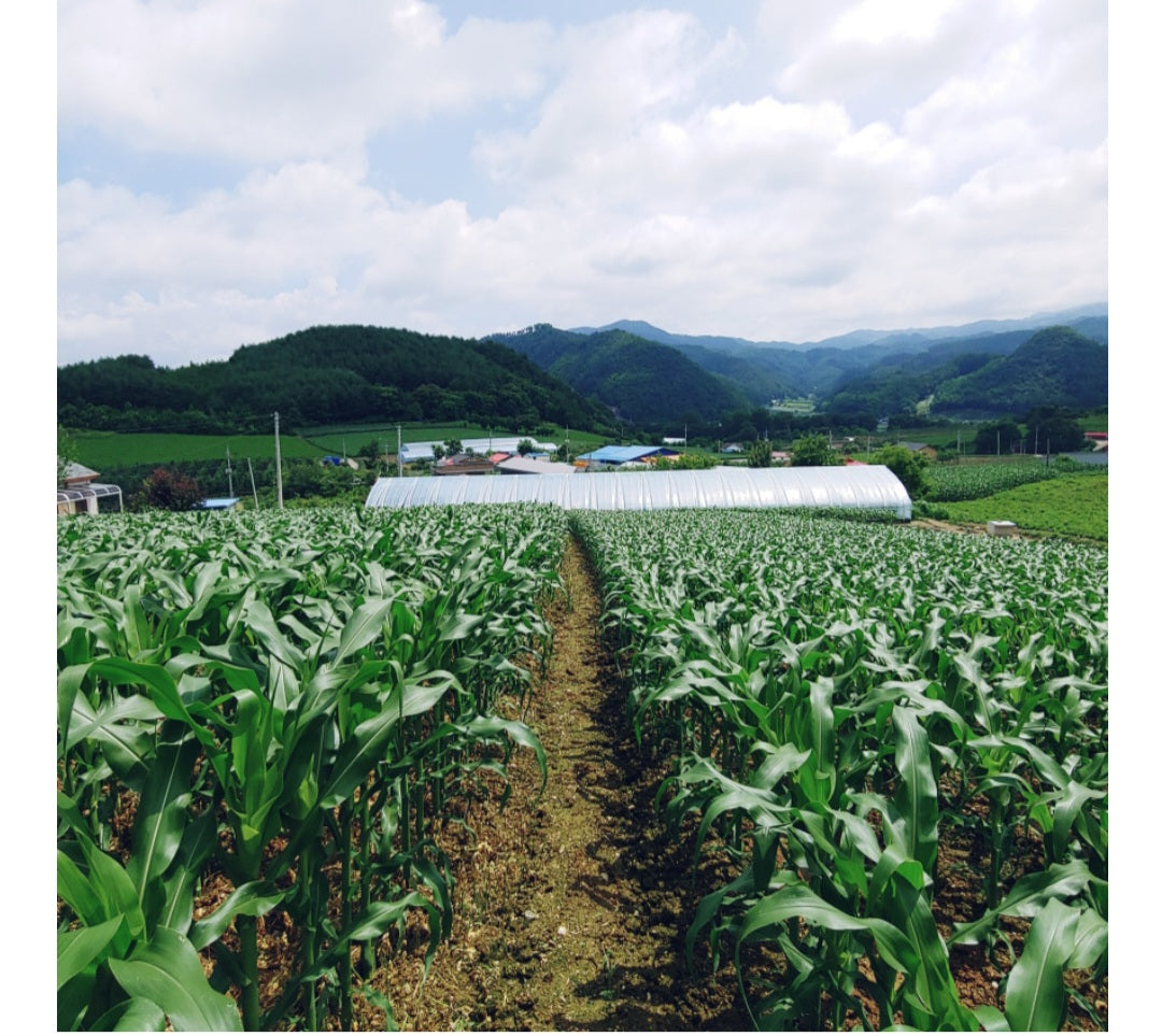 Kangwon corn